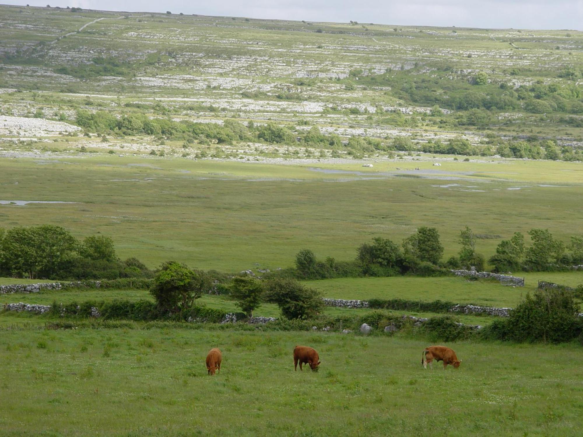 Clare'S Rock Self-Catering Accommodation Carron Exteriör bild